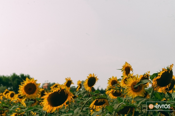 Έβρος: Να ενταχθεί ο ηλίανθος στα οικολογικά σχήματα και στις συνδεδεμένες ενισχύσεις